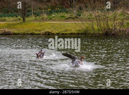 Gosford Estate, East Lothian, Schottland, Großbritannien. März 2020. UK Weather: Eine männliche Graylat-Gans jagt während der Paarungszeit ein weiteres Männchen im Wettbewerb um ein Weibchen Stockfoto