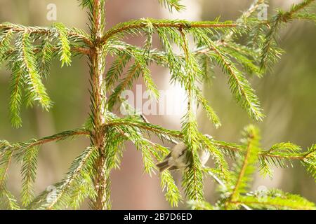 Ein Goldcrest versteckt sich in Fichten mit grünen Nadeln Stockfoto