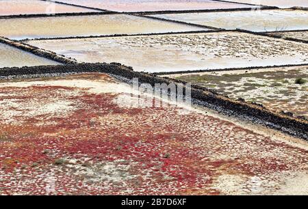 Salinas del Janubio auf der Insel Lanzarote, Kanarische Inseln Stockfoto