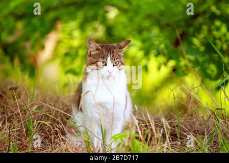 Porträt einer tabby Grauen streunenden Katze mit grünen Augen saßen und im Gras, tierischen natürlichen Hintergrund Stockfoto