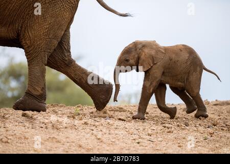 Ein wunderschönes, niedliches Foto von einem kleinen Elefanten, der hinter seiner Mutter auf einem Sanddamm spaziert, aufgenommen im Madikwe Game Reserve in Südafrika. Stockfoto