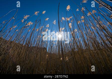 Ein Weitwinkelfoto der Sonne, die hinter Schilf und Gras, gegen einen tiefblauen Himmel, im Golden Gate National Park in der Nähe von Clar untergeht Stockfoto