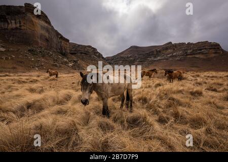 Eine weite Berglandschaft mit Pferden, die auf Langgras grasen, an einem stürmischen Überholungstag im Golden Gate National Park, Clarens, geweidet werden. Stockfoto