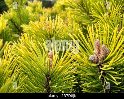 Junge Kiefern-Knospen im Frühjahr. Pinus mugo, Zwergbergkiefer, Mugo-Kiefer. Pinus mugo Wintergold Stockfoto