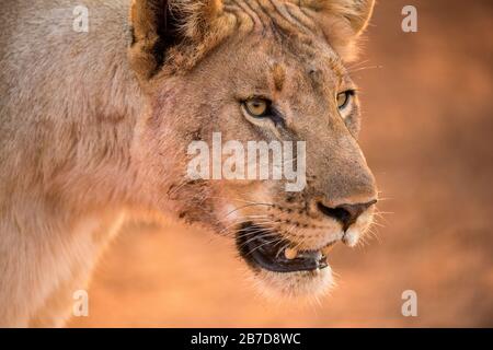 Ein wunderschönes Nahporträt einer Löwin, die bei Sonnenaufgang geht, aufgenommen in der Madikwe Game Reserve, Südafrika. Stockfoto