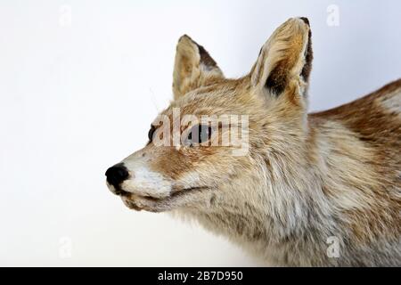 Gefüllter Fuchs Nahaufnahme auf hellem Hintergrund Stockfoto