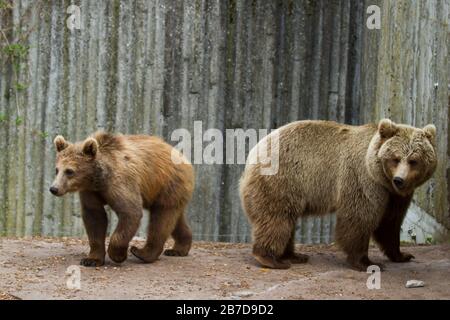 Zootiere in kopenhagen Dänemark Stockfoto