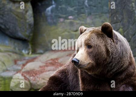 Zootiere in kopenhagen Dänemark Stockfoto