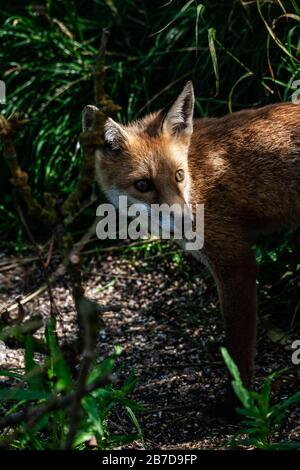 Ein Fuchs, der aus Fetzen von einer Vogelfütterungsstation in RSPB Saltholme, Seal Sands, Teesside, County Durham, England, VEREINIGTES KÖNIGREICH Stockfoto