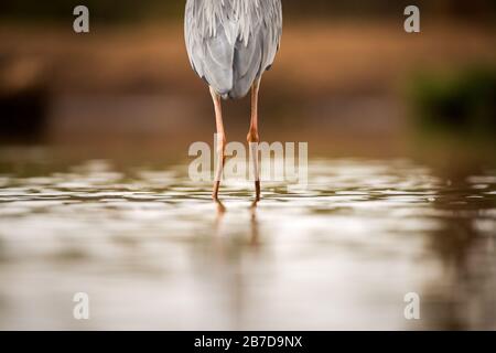 Eine abstrakte Nahaufnahme der Beine eines Grauen Herons, der von hinten in der Madikwe Game Reserve, Südafrika, im Wasser steht. Stockfoto