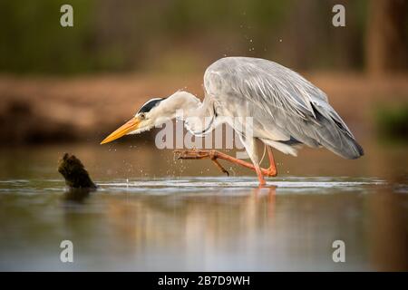 Ein Nahporträt eines im Wasser stehenden Graureihers mit einem erhobenen Fuß, aufgenommen in der Madikwe Game Reserve, Südafrika. Stockfoto