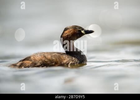 Ein Nahporträt einer kleinen Grebe, die in einem Wasserloch im Madikwe Game Reserve in Südafrika schwimmt. Der Vogel blickt in Richtung Himmel. Stockfoto