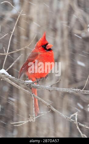 Nordkardinal (cardinalis cardinalis) männlich unter blizzard, Iowa, USA. Stockfoto