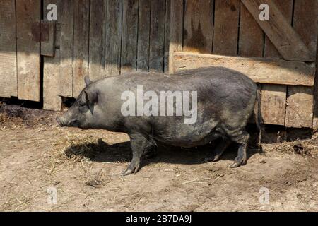 Ungarisches, wolliges Mangalica-Schwein, auf einem Bauernhof, Hortobagy, Ungarn Stockfoto