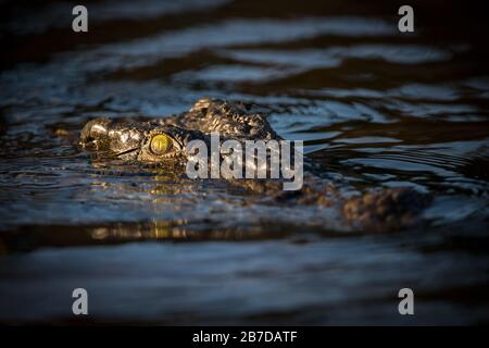 Ein Nahporträt, das bei Sonnenaufgang eines großen Krokodilkopfs aufgenommen wurde, mit nur den Augen und dem Schnauzen, das über der Wasseroberfläche auf dem Chobe River sticht Stockfoto