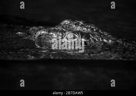 Nahaufnahme eines großen Krokodilkopfes in Schwarzweiß, mit nur den Augen, die über der Wasseroberfläche auf dem Chobe River Botswana stehen. Stockfoto