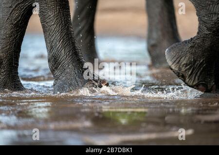 Eine Nahaufnahme der Beine eines Elefanten, während er durch die Schals im Chobe River in Botswana spaziert. Stockfoto