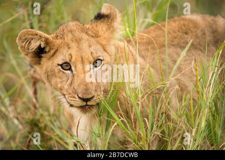 Ein Nahporträt eines jungen Löwen, der durch grünes Gras geht und in Richtung Kamera blickt, aufgenommen in der Madikwe Game Reserve, Südafrika. Stockfoto