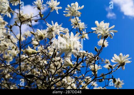 Niedrige Winkelansicht auf isoliertem magnolienbaum mit weißen Blüten gegen blauen Himmel mit cumulus-wolken im Frühjahr Stockfoto