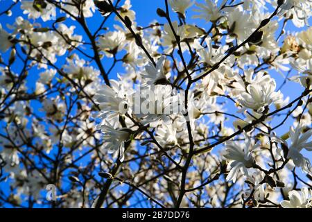 Niedrige Winkelansicht auf isoliertem magnolienbaum mit weißen Blüten gegen blauen Himmel mit cumulus-wolken im Frühjahr Stockfoto
