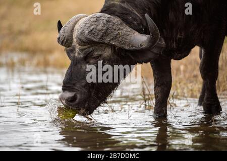 Ein Nahporträt eines männlichen kapbüffels, der im Chobe River in Botswana spazieren geht, isst und spritzt. Stockfoto
