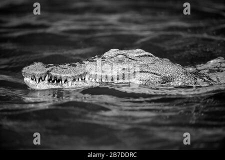 Ein Schwarz-Weiß-Porträt eines Krokodilschwimmens, das seine Zähne zeigt, auf dem Chobe River in Botswana. Stockfoto