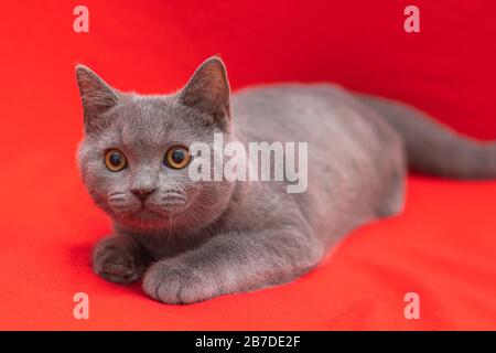 Grau rauchig flauschige Katzenbraut Britisch blickt auf einem roten Hintergrund auf die Kamera. Das Konzept der Studio-Fotografie für Artikel und Werbung über Stockfoto