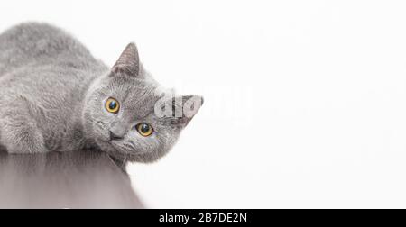 Eine grau rauchige britische Katze sieht die Kamera auf weißem Hintergrund mit Platz für Text an. Das Konzept der Studio-Fotografie für Artikel und Adver Stockfoto