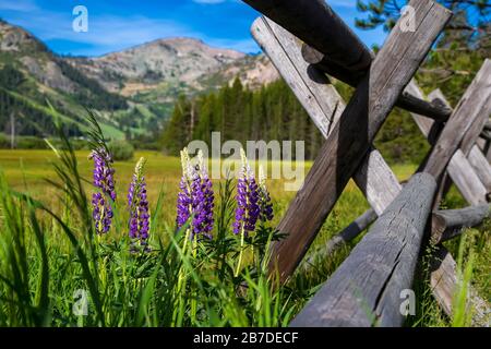 Sommerzeit in Squaw Valley, Kalifornien. Stockfoto