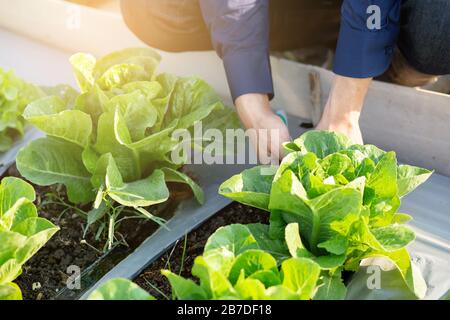 Nahaufnahme der jungen asiatischen Bauernschaft, die den frischen ökologischen Gemüsegarten auf dem Bauernhof prüft, grüne Salatprodukte für die Ernte auf Agrikul produziert und kultiviert Stockfoto