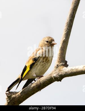 Carduelis caduelis, junger Goldfinch, thront in einem britischen Garten Stockfoto