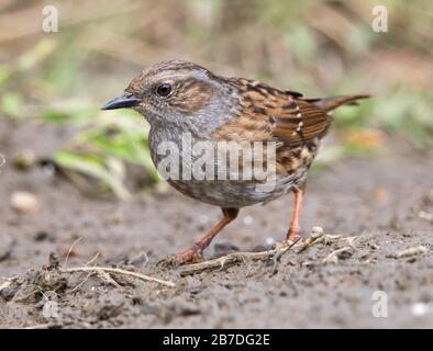 Heckenbraunelle Fütterung auf dem Boden Stockfoto