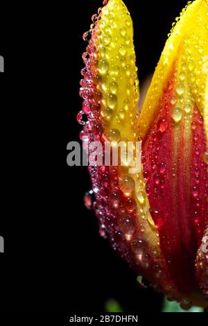 Makroaufnahme von Tulpenblume mit Wassertropfen über schwarzem Hintergrund Stockfoto
