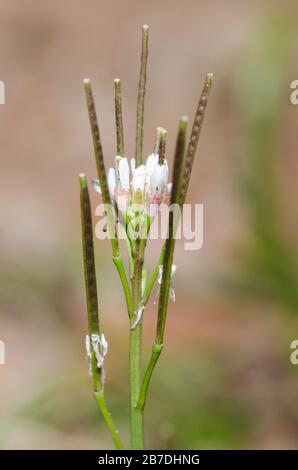 Haarige Bittercress, Cardamine hirsuta Stockfoto