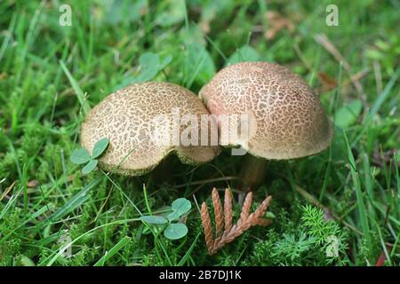 Xerocomellus cisalpinus, die Blaufoot bolete, (früher Boletus chrysenteron, die Red Cracking Bolete genannt), wilder Pilz aus Finnland Stockfoto