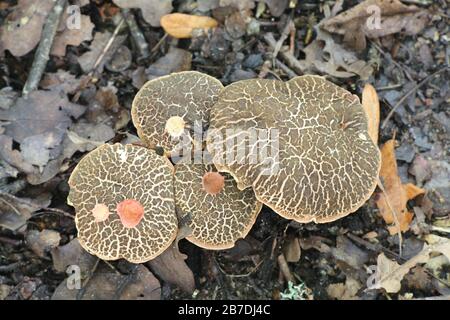 Xerocomellus cisalpinus, die Blaufoot bolete, (früher Boletus chrysenteron, die Red Cracking Bolete genannt), wilder Pilz aus Finnland Stockfoto