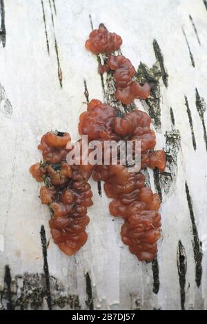 Exidia repanda, im Allgemeinen bekannt als Birch-Gelee-Pilz, Wildpilze aus Finnland Stockfoto