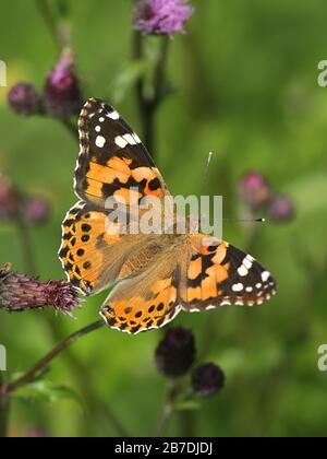 Vanessa Cardui, die als gemalte Dame bekannt ist und sich von schleichender Distel ernährt. Cirsium arvense Stockfoto