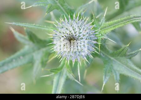 Cirsium vulgare, bekannt als Speerdistel, Stieldistel oder gewöhnliche Distel, Wildpflanze aus Finnland Stockfoto