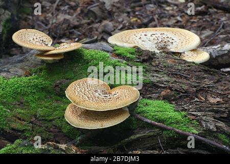 Cerioporus squamosus ( syn. Polyporus squamosus), ist ein Basidiomycete-Halterpilz, mit gängigen Namen wie Dryadsattel und Fasanrücken mu Stockfoto