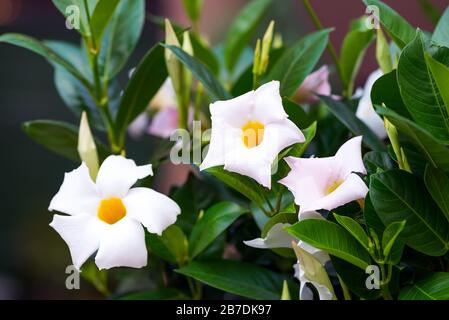 Weiße frangipani tropische Blume, Nacht blühende Jasmin auf Baum. Stockfoto