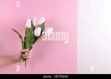 Grußkarte mit den Händen der Frau, die frisch gepflückte aromatische Tulpen Blume gegen duotone bunte Wand hält. Stockfoto