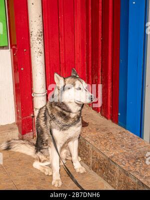 Husky-Haushund an der Leine, der auf den Besitzer auf der Straße wartet. Stockfoto