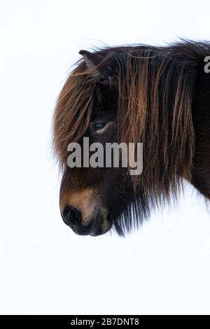 Nahaufnahme des Kopfes eines schönen isländischen Pferdes im Profil Stockfoto