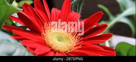 Ein Banner in Computergröße zeigt eine Nahansicht einer roten Gerbera, die von der Seite aus in der gelben Mitte liegt. Stockfoto