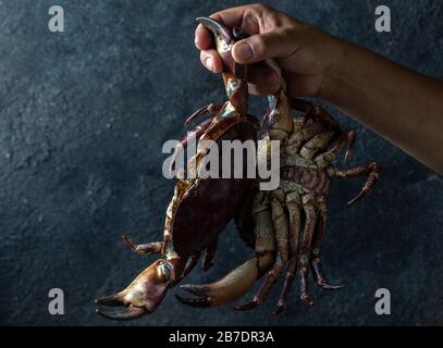 Die Hand von Mans hält Zwei Krebse Stockfoto