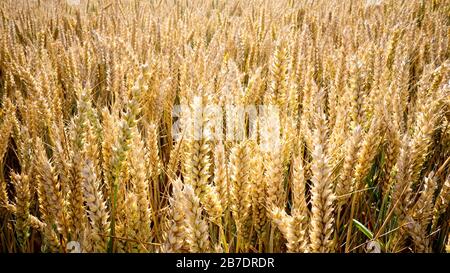 Weizenohren, bereit für die Ernte auf dem Feld in der Nähe von Oxford, Großbritannien Stockfoto