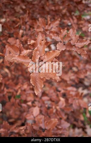 Fagus sylvatica Stockfoto