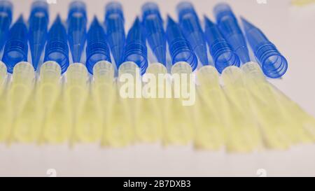 Blaue und gelbe universelle Laborpipettenspitzen. Labor- und Wissenschaftsmaterialkonzept. Stockfoto