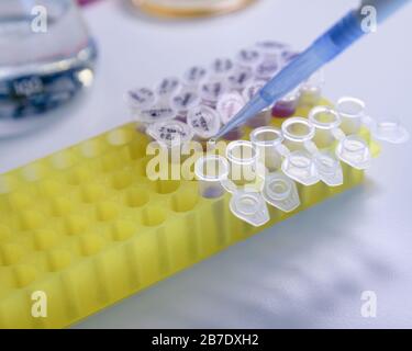 Nahpipette mit Tropfen Flüssigkeit über dem Rack von Kunststoffröhrchen für DNA-Untersuchungen. Konzept der Wissenschaft, des Labors und der Erforschung von Krankheiten. Stockfoto